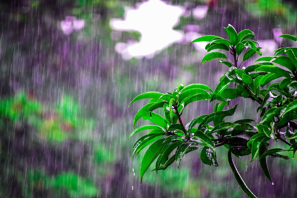 pexels-bibhukalyan-1463530