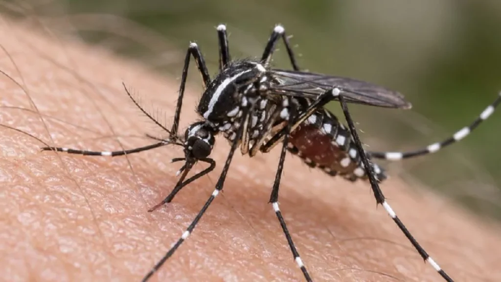 florida-reporta-el-mayor-brote-de-dengue-de-eeuu-en-mas-de-una-decada-20261005-145511-xUTp-1200x675