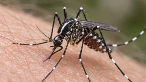 florida-reporta-el-mayor-brote-de-dengue-de-eeuu-en-mas-de-una-decada-20261005-145511-xUTp-1200x675